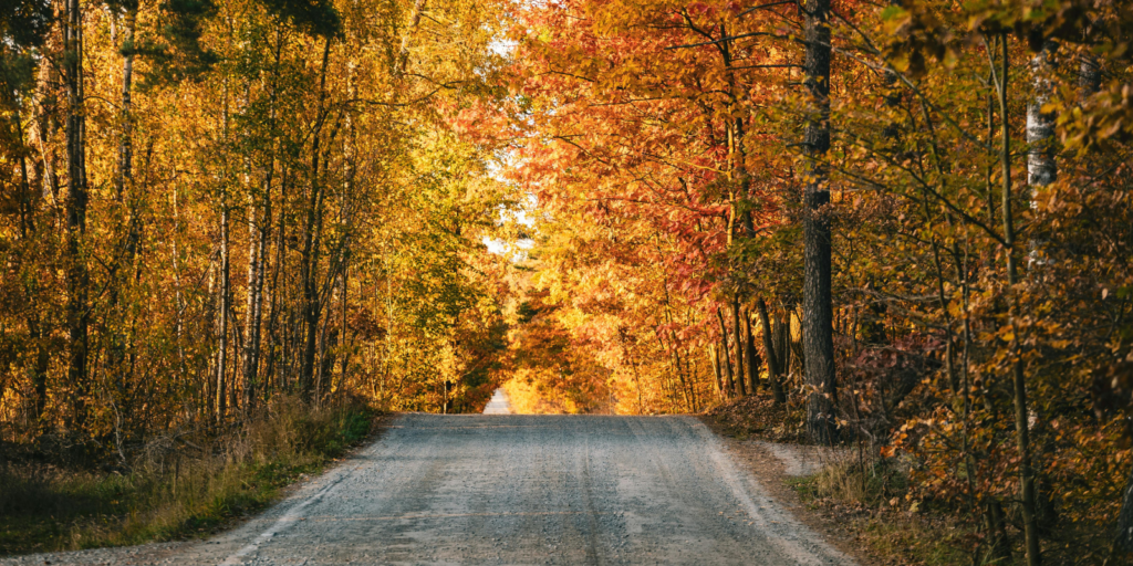 fall foliage